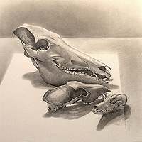 Boar Dog Fox