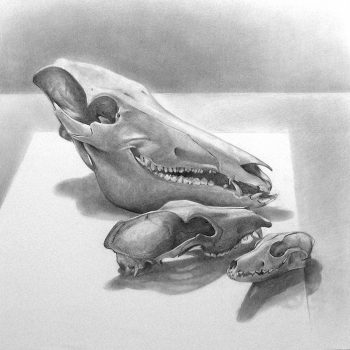 Graphite drawing of a boar, dog and fox skull